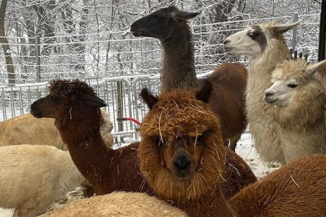 Alpaca and llama hike Moedling near Vienna - The views from the Mödling countryside