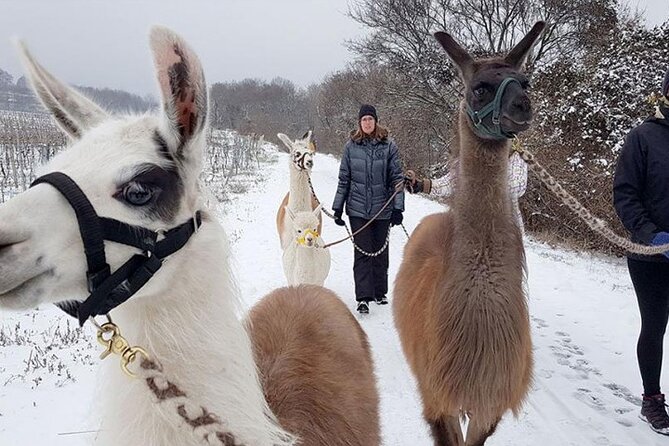 Alpaca and llama hike Moedling near Vienna - Who will enjoy this most