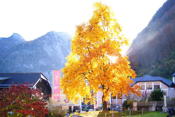 Alpine Hallstatt Day Trip from Vienna incl. Admont Abbey Visit - Traunkirchen or Ort Castle on Lake Traunsee