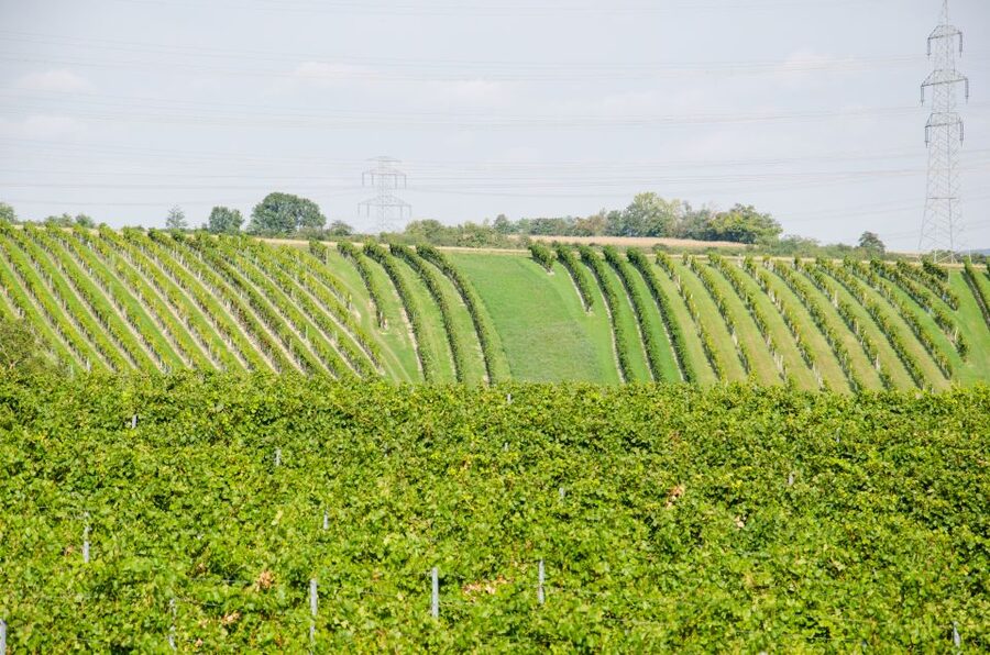 From Vienna: Half-day Countryside Wine Tour with Meal - The optional third winery and what it adds