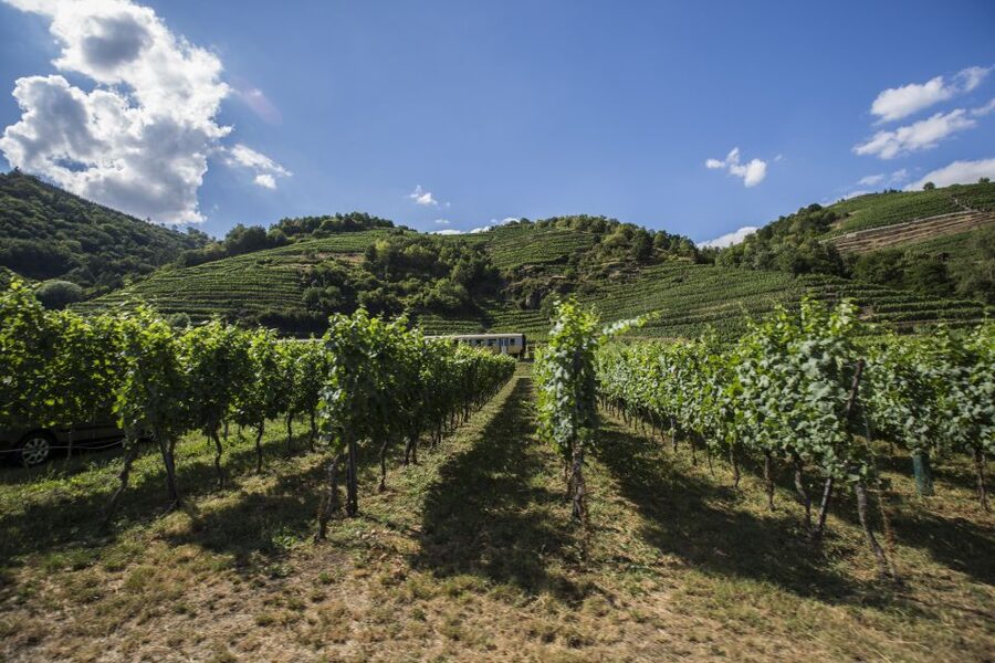 Grape Grazing: Wachau Valley Winery Biking Tour - Key points at a glance