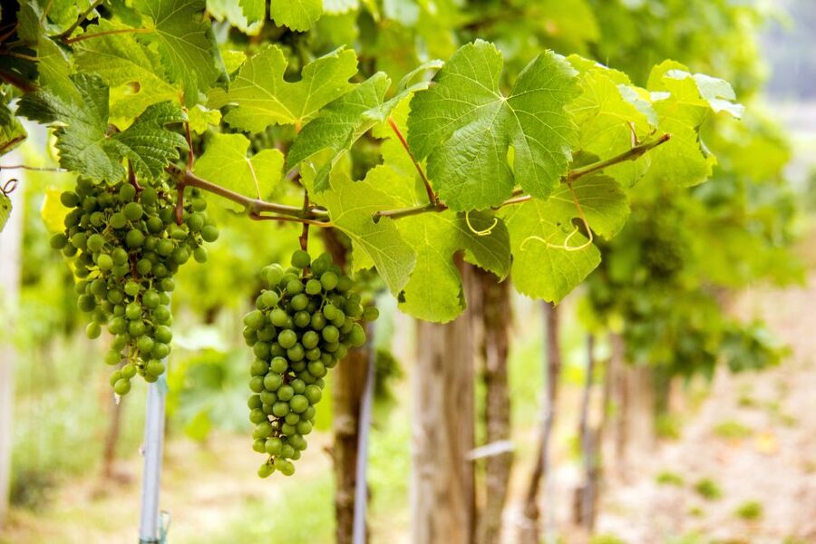 Grape Grazing: Wachau Valley Winery Biking Tour - Dürnstein: church towers, castle ruins, and free time