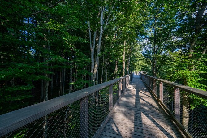 Immersive Private Tour: Hallstatt After the Crowds & Treetop Path - The Salzkammergut Treetop Walk and its 39-meter tower