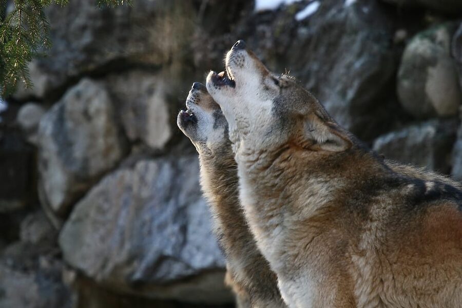 Innsbruck: Alpenzoo Entrance Ticket - Key points to know before you go