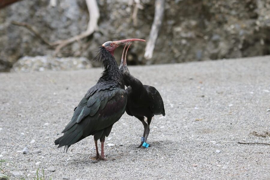 Innsbruck: Alpenzoo Entrance Ticket - Why Innsbruck’s Alpine Zoo feels different