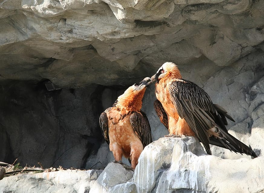 Innsbruck: Alpenzoo Entrance Ticket - Birds of prey, aquariums, and smaller Alpine life