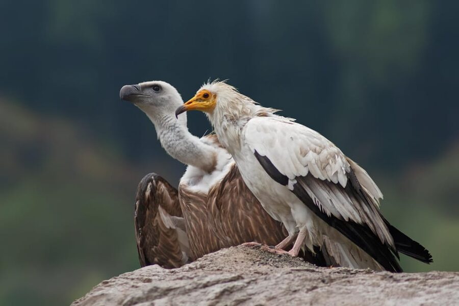 Innsbruck: Alpenzoo Entrance Ticket - Spring brings the zoo’s youngest animals