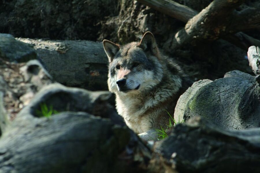 Innsbruck: Alpenzoo & Top of Innsbruck Combination Ticket - Is the $71 price good value?
