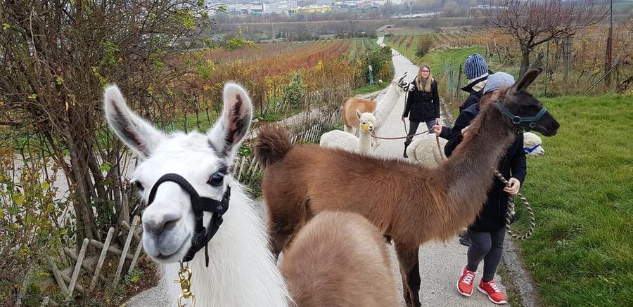 Mödling/Vienna: Scenic Guided Hike with Alpacas and Llamas - Key points to know before booking