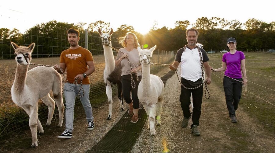Mödling/Vienna: Scenic Guided Hike with Alpacas and Llamas - A farm visit with an animal of your own