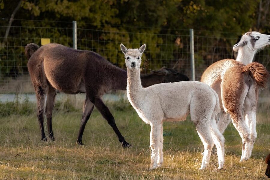 Mödling/Vienna: Scenic Guided Hike with Alpacas and Llamas - A 20-minute pause for views and photos