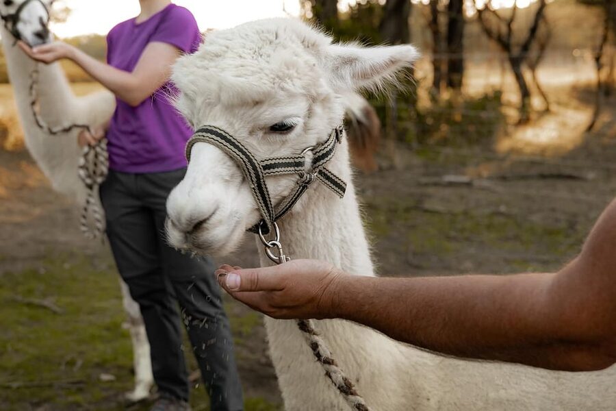 Mödling/Vienna: Scenic Guided Hike with Alpacas and Llamas - What makes the animals memorable