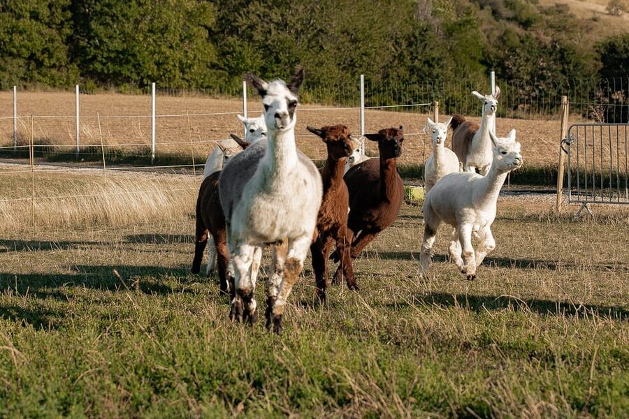 Mödling/Vienna: Scenic Guided Hike with Alpacas and Llamas - Is the $58 price fair?