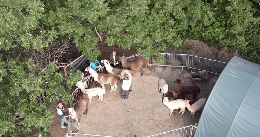 Mödling/Vienna: Scenic Guided Hike with Alpacas and Llamas - Getting there and preparing for the walk