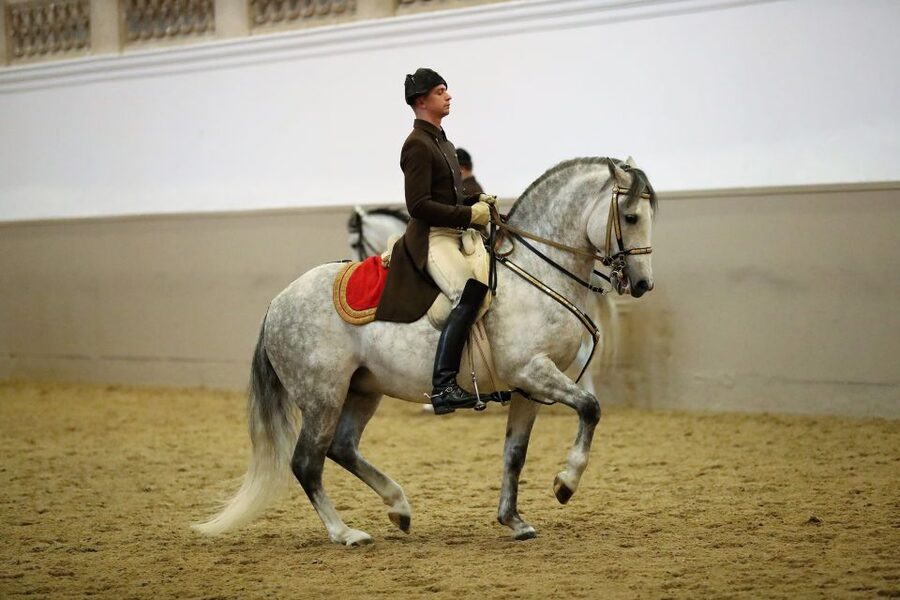 Performance Of The Lipizzans At Spanish Riding School - Key points to know before booking