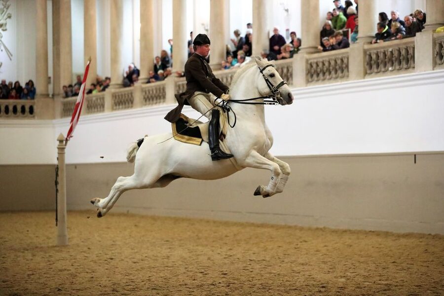 Performance Of The Lipizzans At Spanish Riding School - What happens during the performance