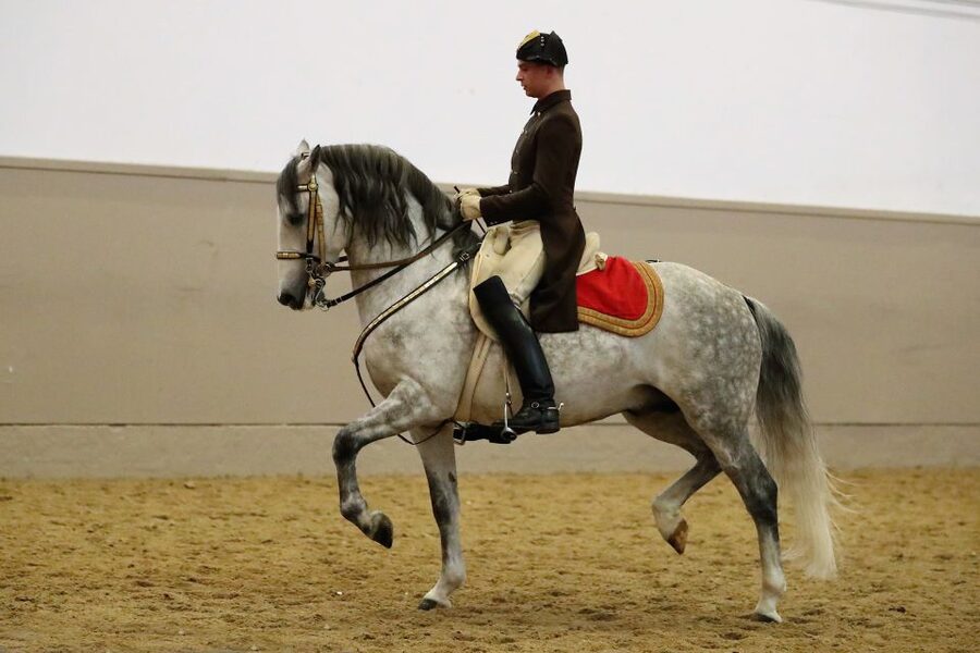 Performance Of The Lipizzans At Spanish Riding School - Ticket collection and timing in Vienna