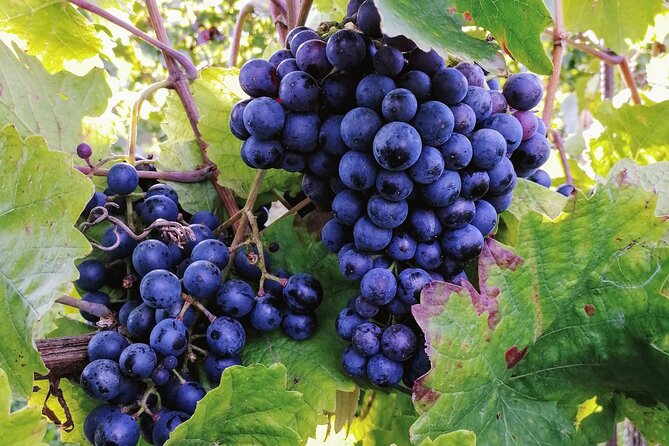 Private Vienna Woods Wine Tour - Who should book this experience?