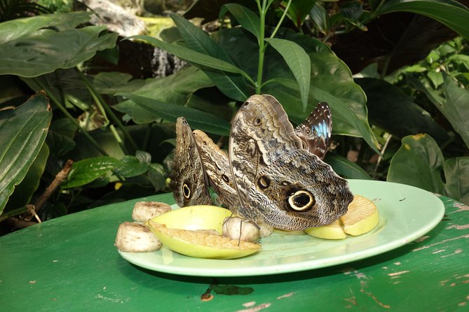 Schmetterlinghaus - Imperial Butterfly House Vienna Admission Ticket - Is it suitable for children and older visitors?