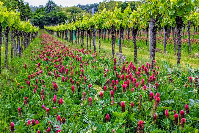 Small-group Vienna Wine Tour - Who should choose this afternoon tour