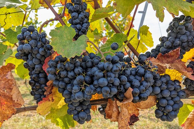 Small-group Vienna Wine Tour - Walking through the vineyards