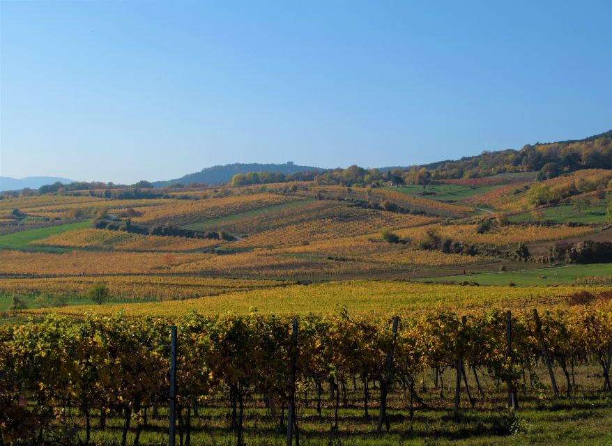 Vienna: Full-Day Vienna Woods Wine Tasting Tour - Who should book this wine day
