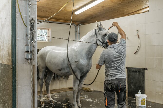 Vienna Horse-drawn Carriage Guided Tour - Starting in Vienna’s 11th district