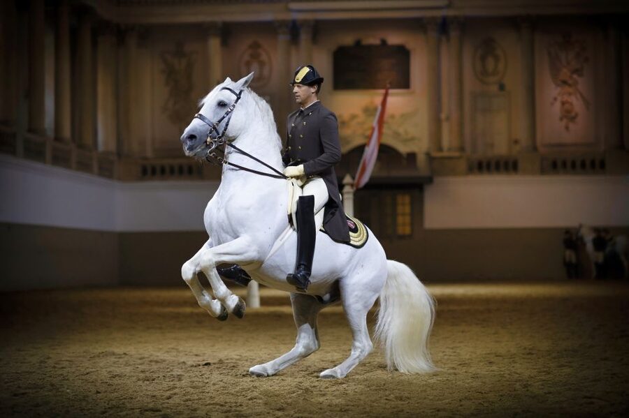 Vienna: Spanish Riding School 45-Minute Performance Show - Inside Vienna’s Baroque Winter Riding School