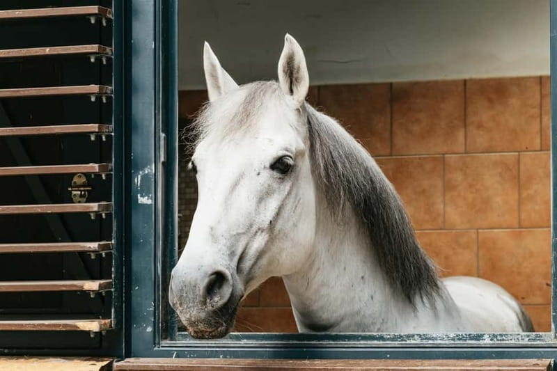 Vienna: Spanish Riding School Guided Architectural Tour - Meeting the Lipizzaner stallions in their stables