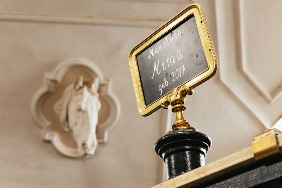 Vienna Spanish Riding School Guided Tour - Price and overall value at $28