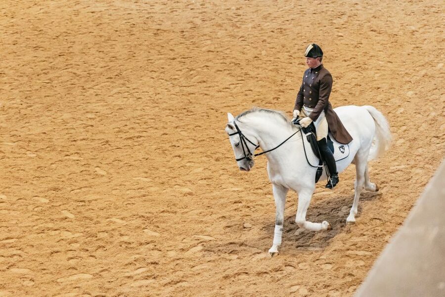 Vienna: Spanish Riding School Training - How much value do you get for $20?