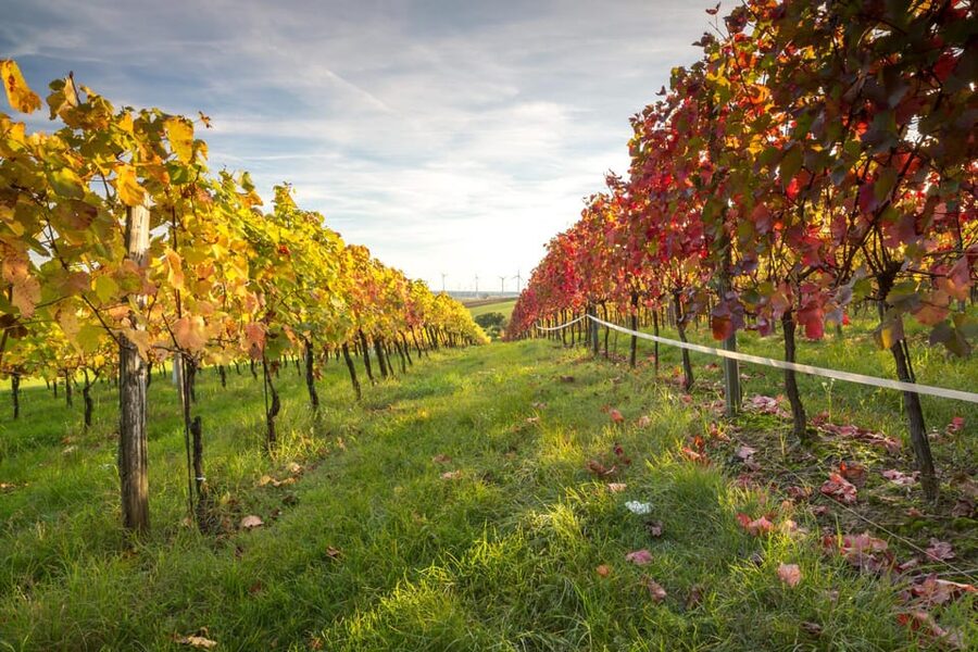 Vienna: Vienna Woods Tour with Underground Lake and Wine - What $129 means in practical value