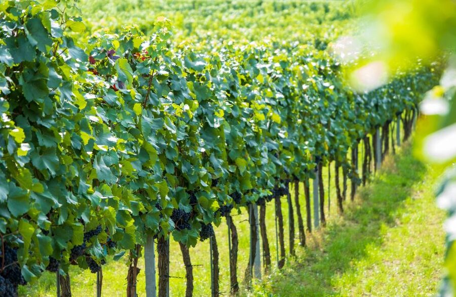 Vienna: Wachau Valley Private Kayak and Wine Tour - Dürnstein Castle and the Final Hour