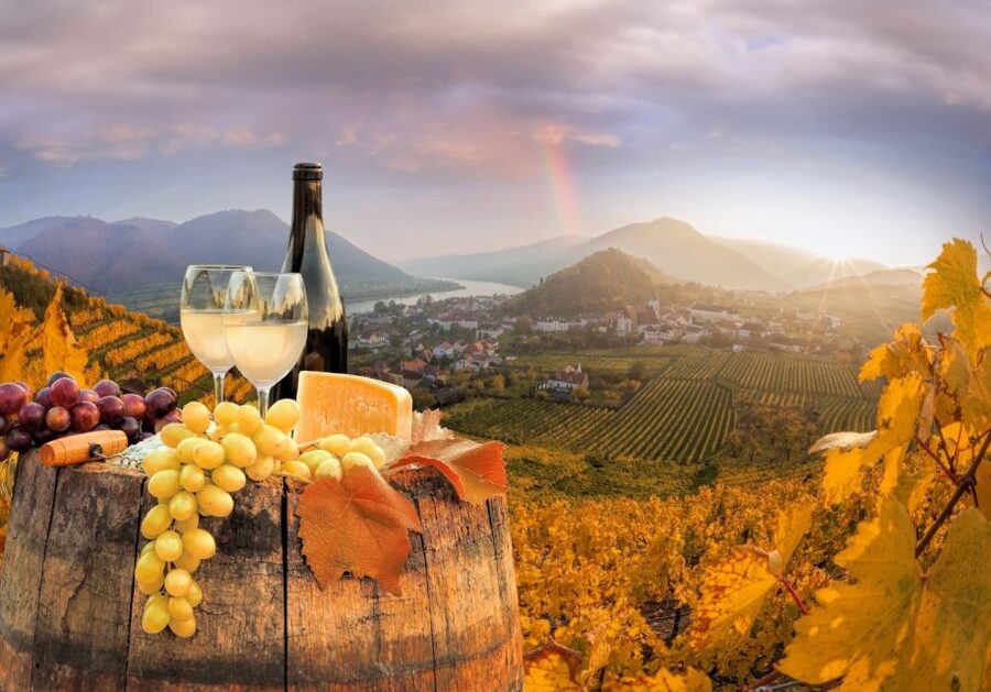 Vienna: Winery and Wine Tasting Tour with a Wine Expert - Practical planning for your afternoon