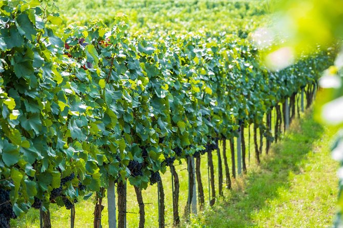 Wachau Valley Kayak & Wine Tour - Who should book this day on the Danube